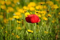 Palaver Images