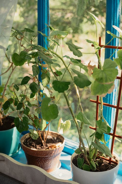 Photo of the Green Leaves of Geraniums in Pots on a Window Sill 
