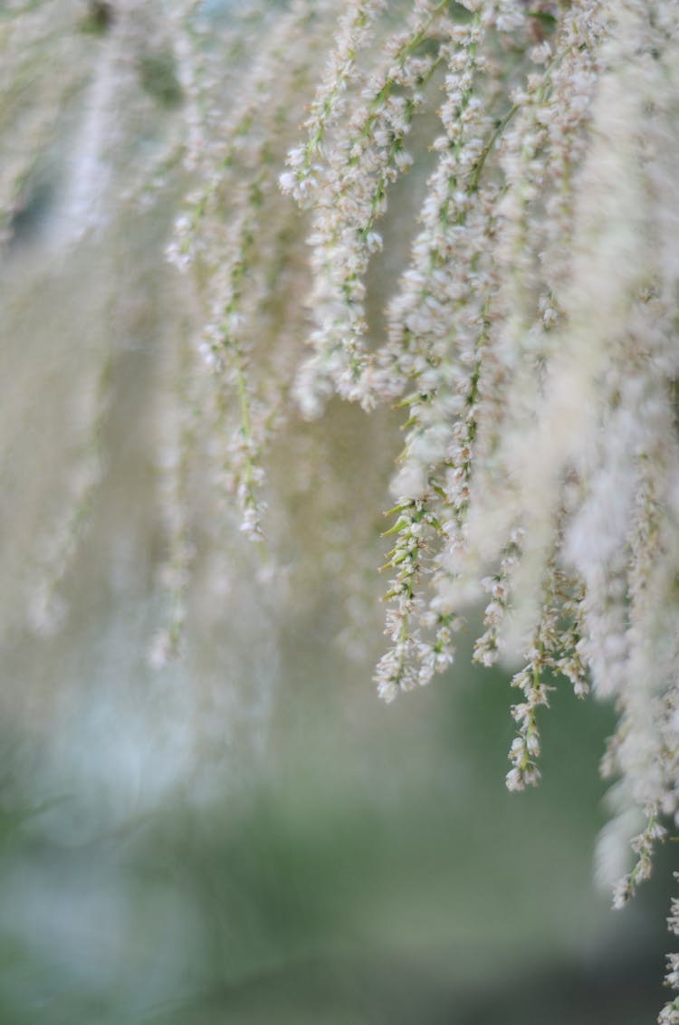 White Wisteria Branches