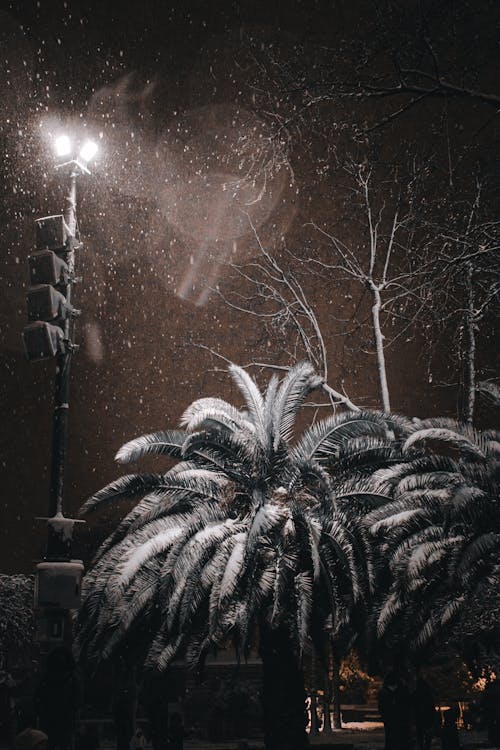 Snow Falling on Palm Trees 