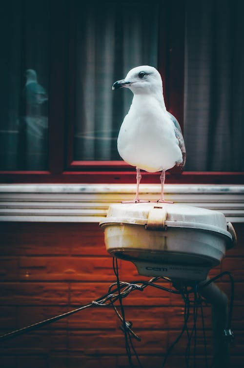 Základová fotografie zdarma na téma divočina, hnízdění, pouliční lampa