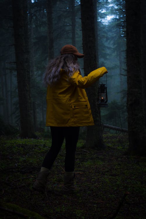 Gratis stockfoto met achteraanzicht, bomen, Bos