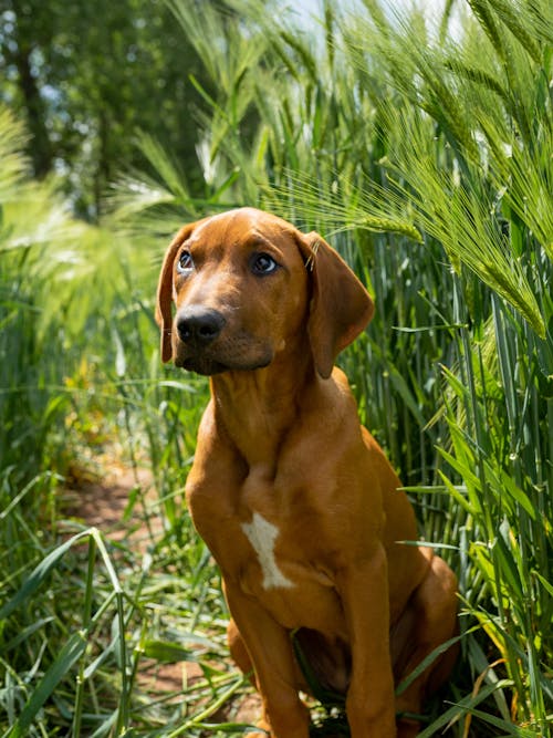 Free Portrait of Brown Dog  Stock Photo