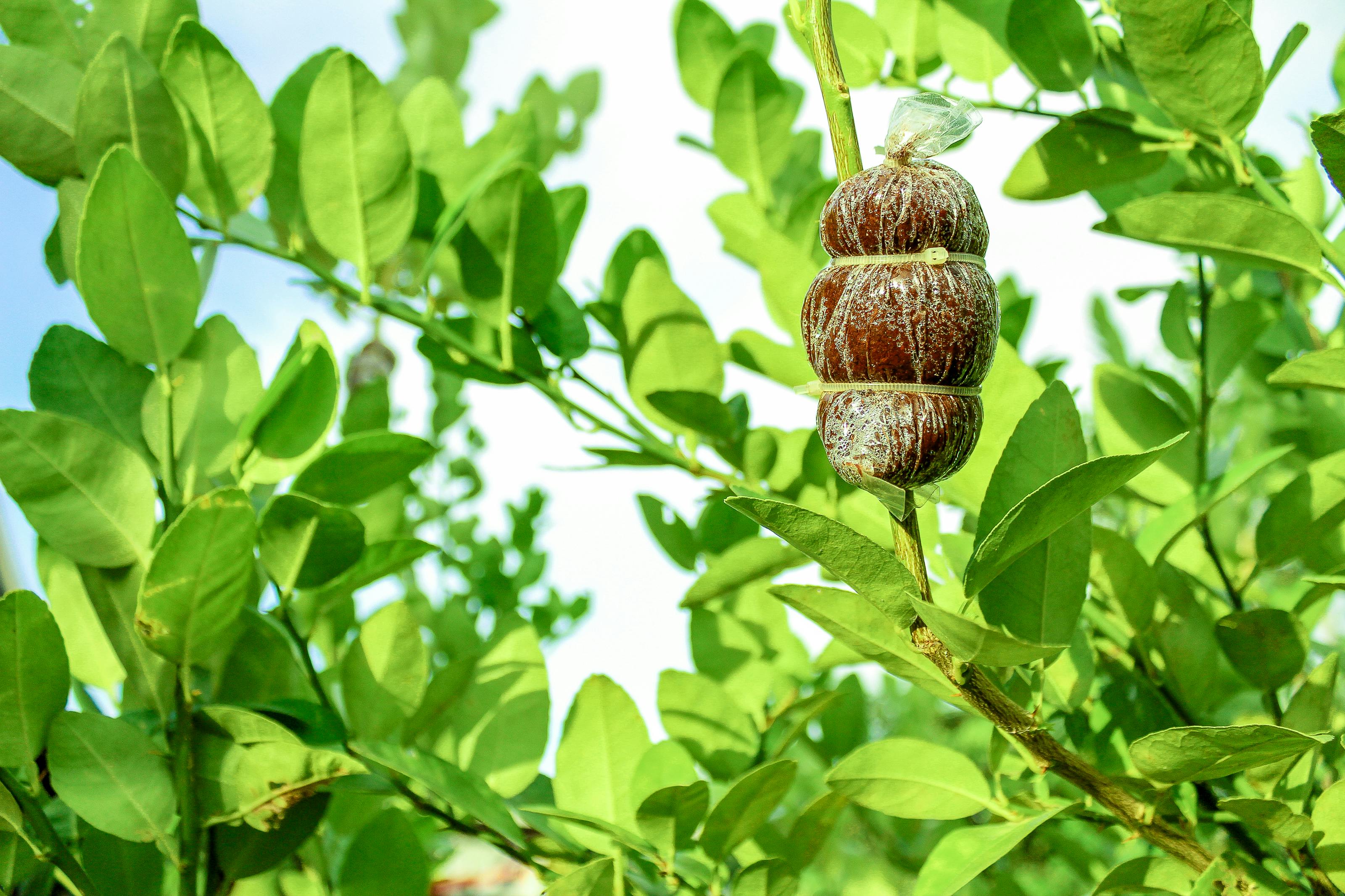 Brown Fruit on Tree · Free Stock Photo