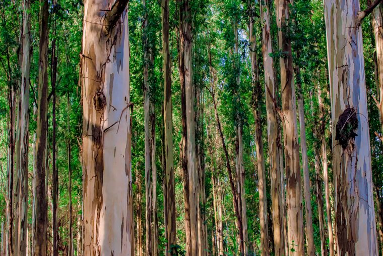 Sunlit forest canopy — Gis photography on Pexels