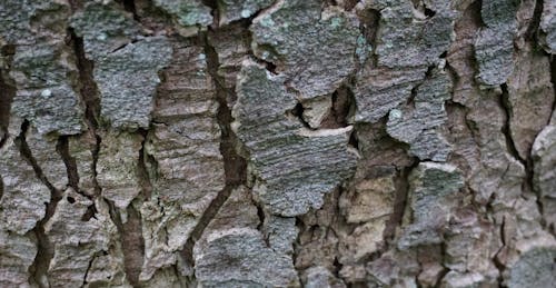 Free Texture tree bark Stock Photo