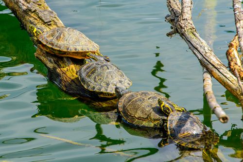 Free Four turtles bask on a log in a serene lake setting. Captured in Pécs, Hungary. Stock Photo