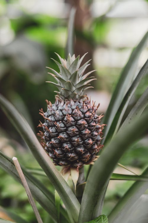 Close Up Shot of a Pineapple