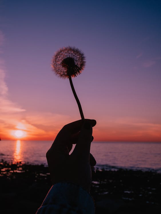 Hand Holding Dandelion at Sunset