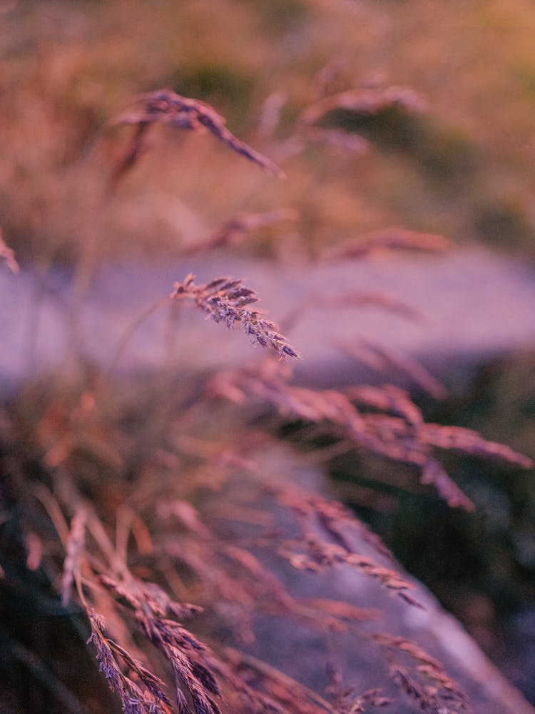 Close-up On Wheat Blades