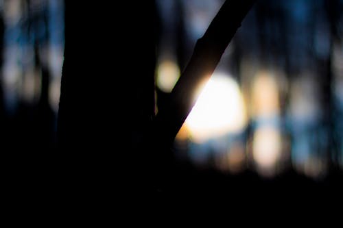 Free Silhouette of Tree Bokeh Photography Stock Photo