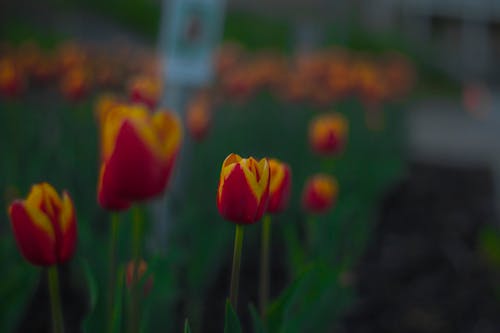 赤と黄色のチューリップの花のセレクティブフォーカス写真