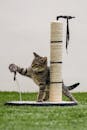 Kitten Playing with His Toy