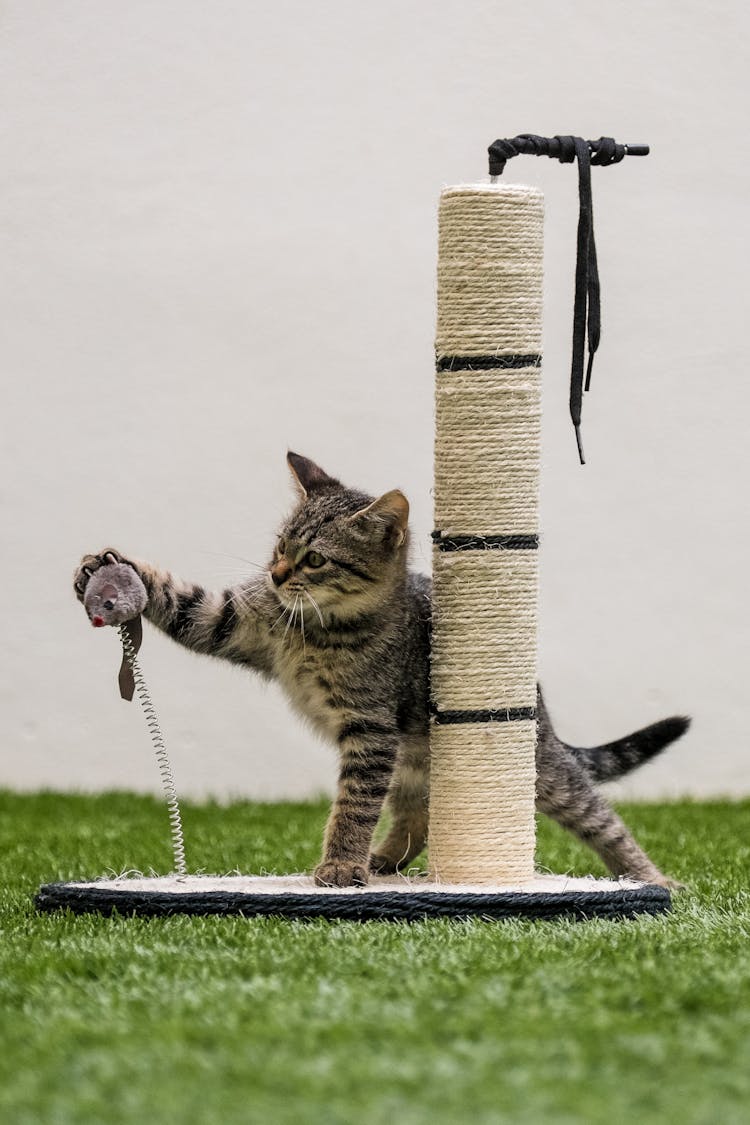 Kitten Playing With His Toy