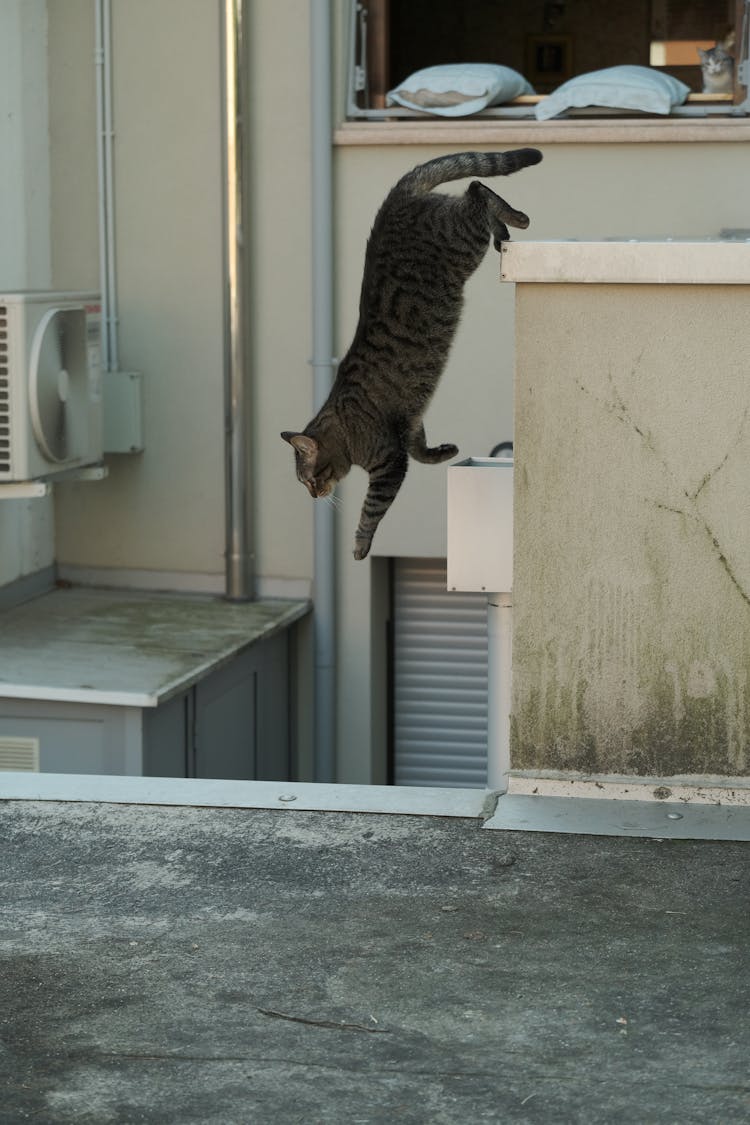 Side View Of A Cat Jumping Down