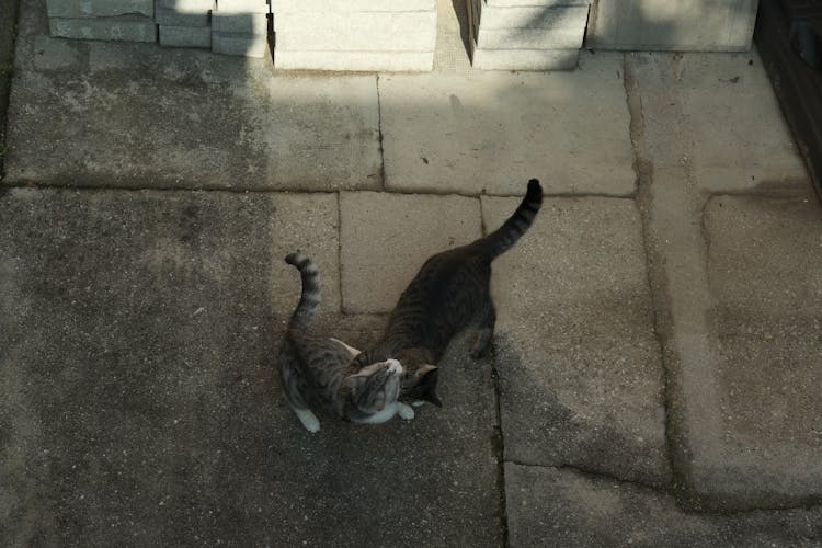 Cats Playing On Concrete Ground