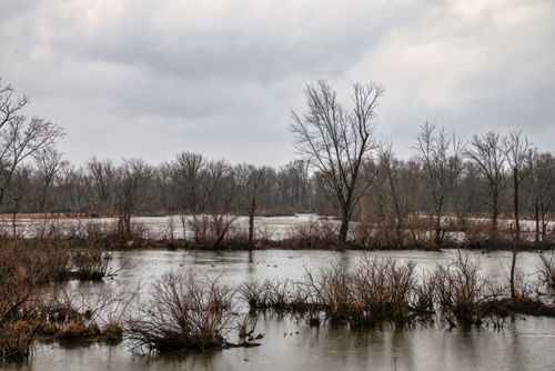 Free A serene winter landscape in Nelson, WI, featuring bare trees and a river under a cloudy sky. Stock Photo