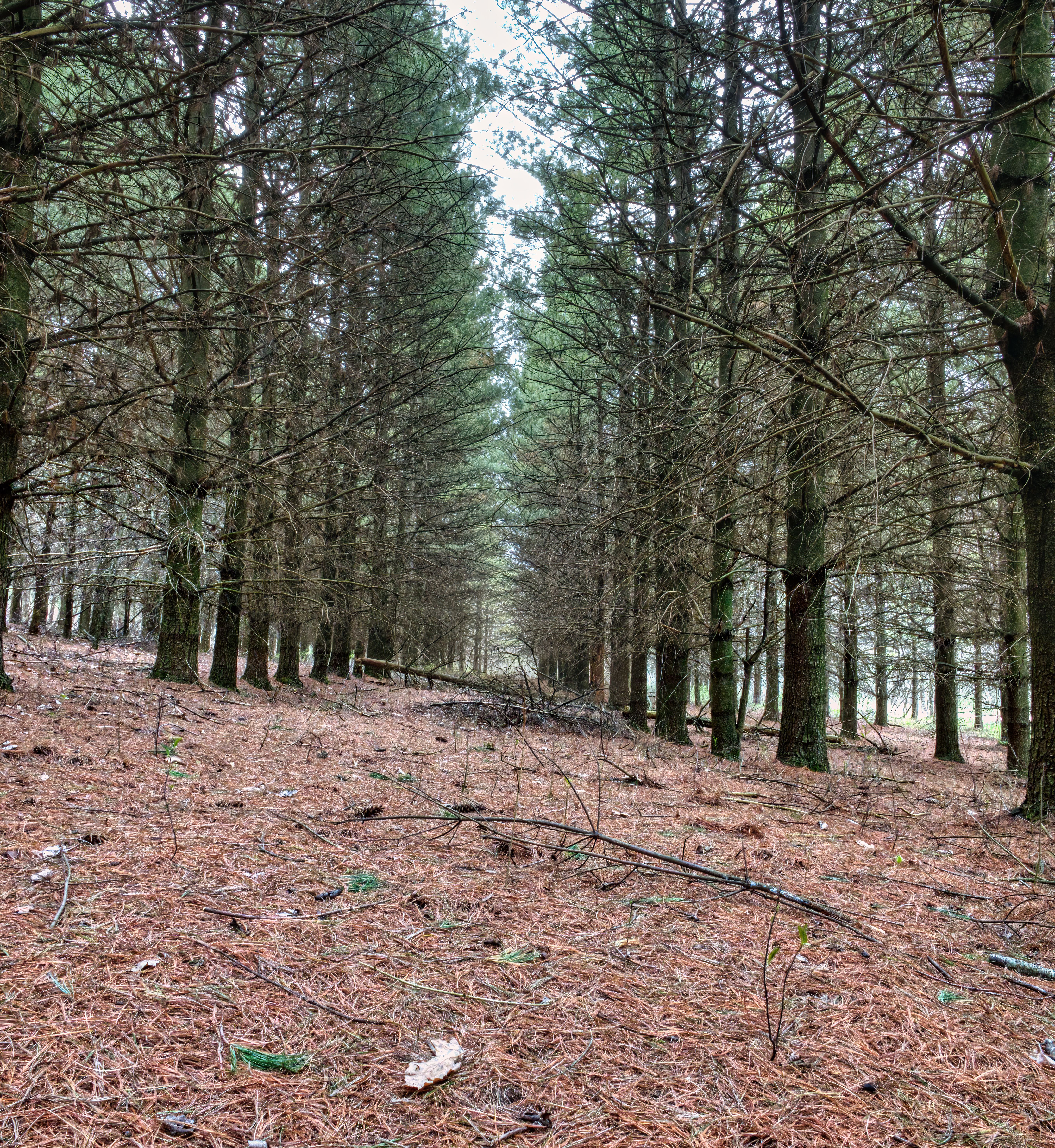 Pines, swamps, and thick cover dominate many properties