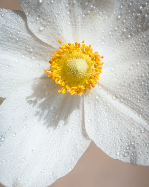 Bezpłatne Darmowe zdjęcie z galerii z kwiat, mokry, natura Zdjęcie z galerii