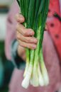 Person Holding Green Chili Pepper