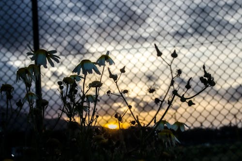 Silhouette of Flowers During Sunset