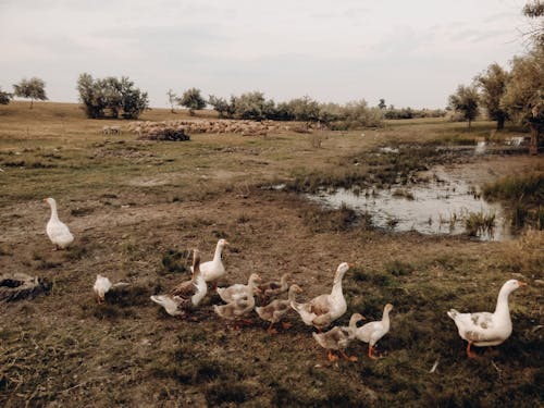 arazi, hayvanlar, kazlar içeren Ücretsiz stok fotoğraf