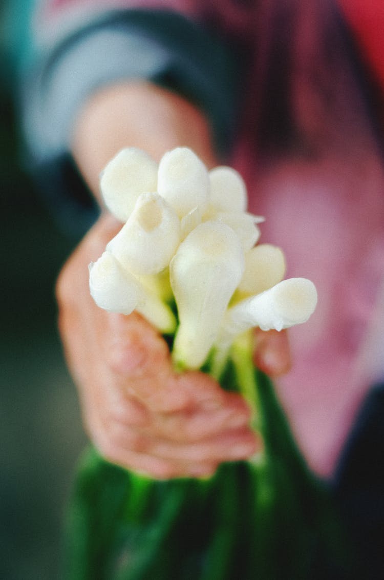 Close-Up Photo Of A Person's Hands Holding Scallions