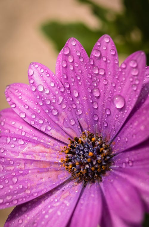 A Purple Cape Marguerite with Water Droplets