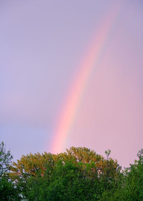 Free A majestic rainbow arches over green trees against a serene evening sky, capturing nature's beauty. Stock Photo