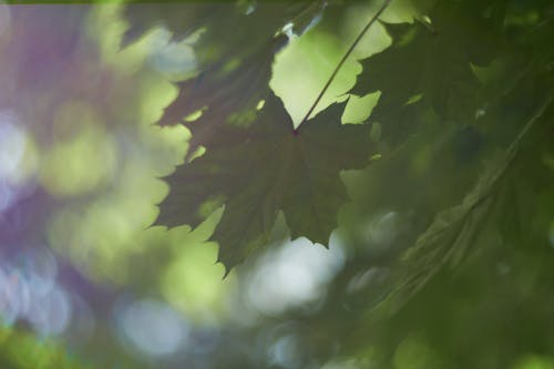 Неглубокая фотография листьев