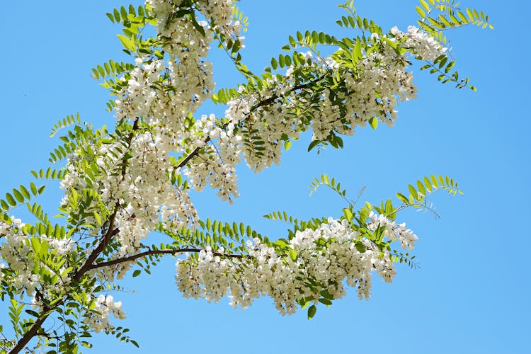 Robinia Pseudoacacia Black Locust