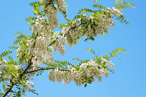 Free Beautiful white acacia flowers in full bloom on branches, set against a clear blue sky. Stock Photo