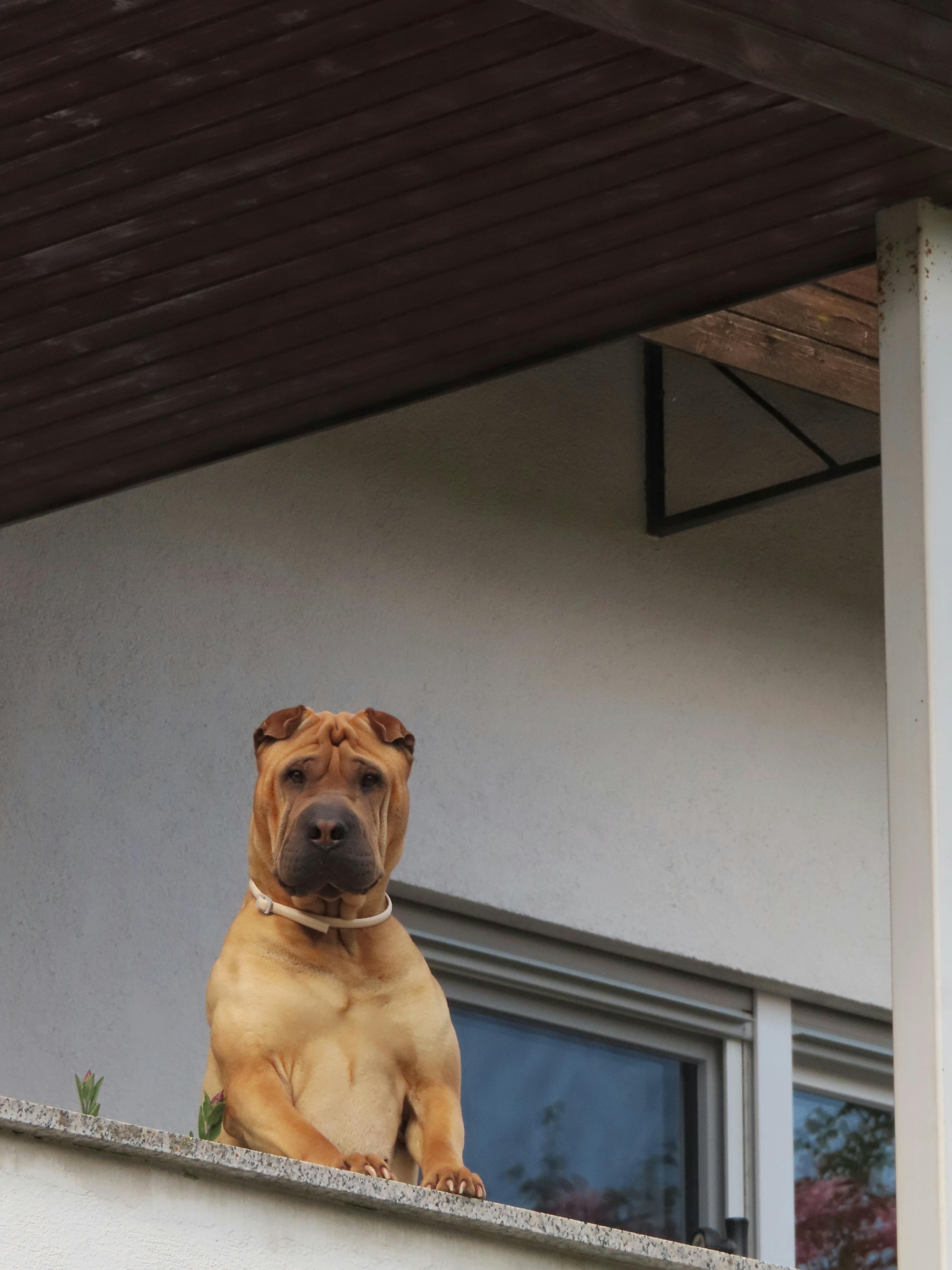 Hundehütte im Bau