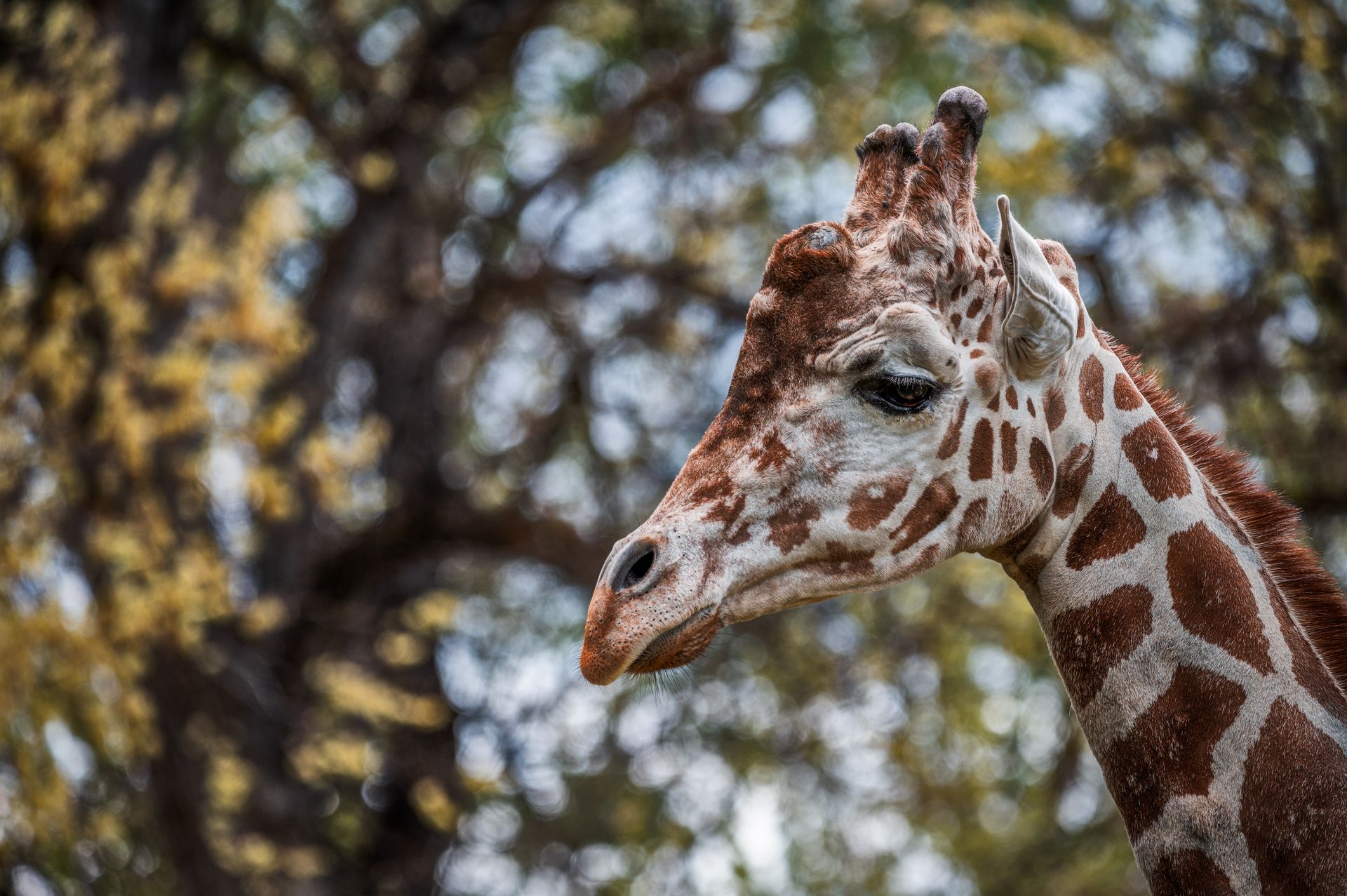 A beautiful close-up of a reticulated giraffe's face amidst a natural setting, showcasing its distinct pattern.
