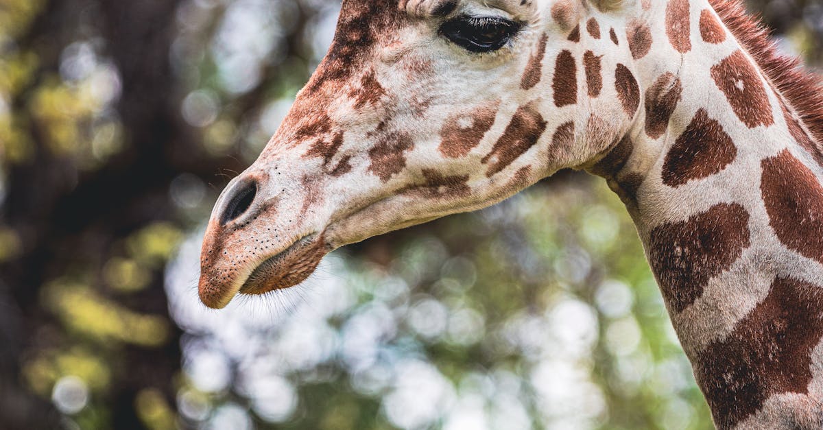 How to spell giraffe plural