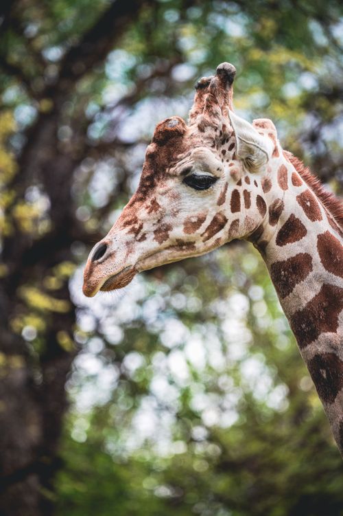 Free Detailed side view of a giraffe against a blurred natural background. Perfect for wildlife themes. Stock Photo