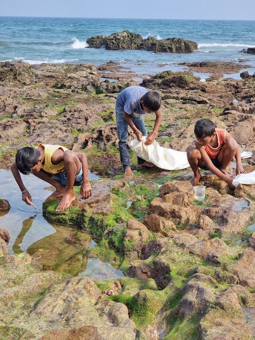 Foto profissional grátis de algas marinhas, beira mar, filhos