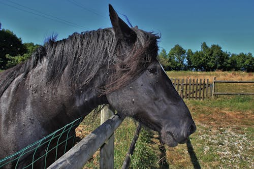 Fotobanka s bezplatnými fotkami na tému bočný pohľad, čierny kôň, hlava koňa