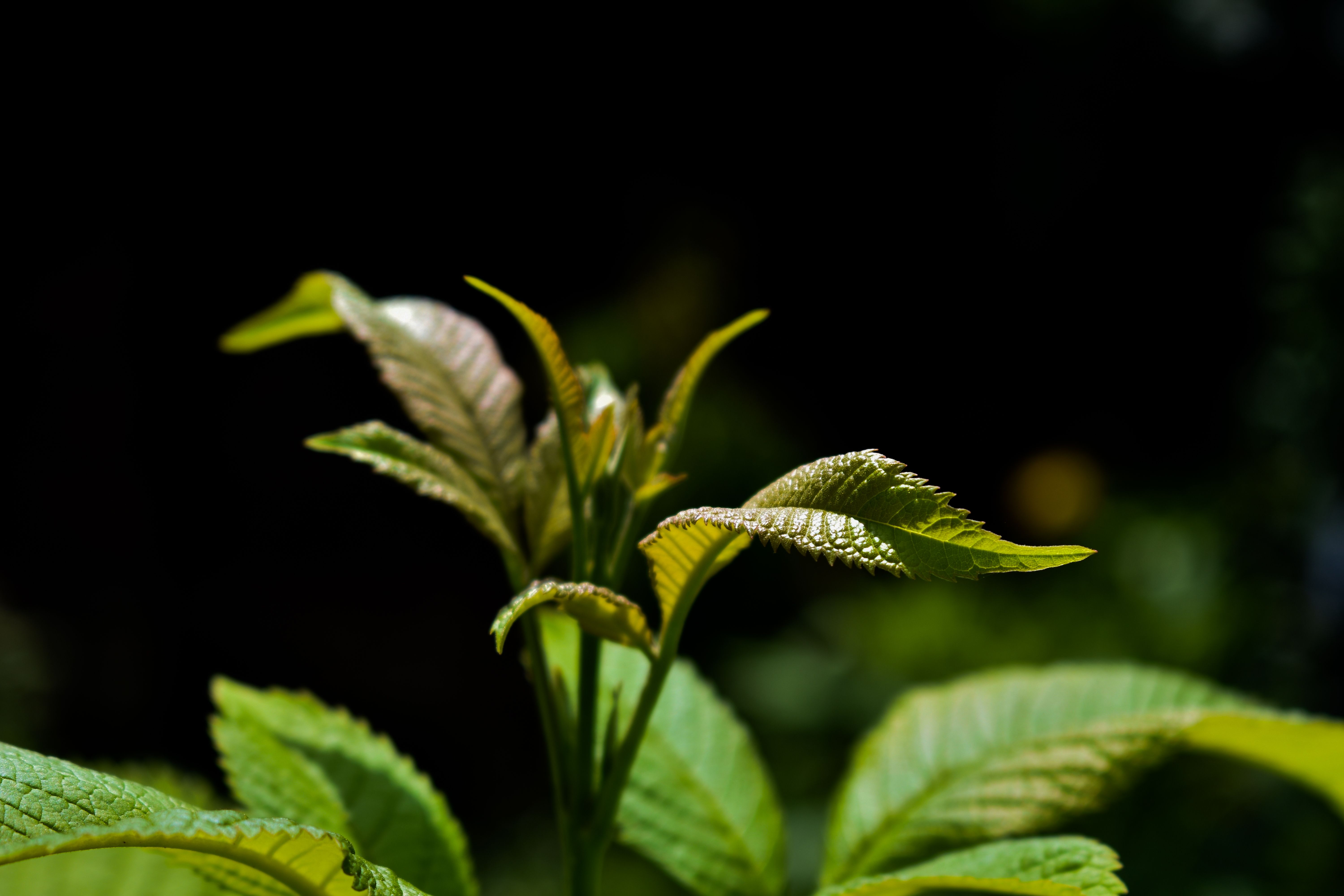 Biofísica quântica da fotossíntese: ajuste evolutivo para desempenho robusto sob luz natural