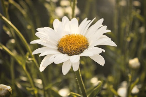 Flor Margarida Branca Foco Diferencial Fotografia