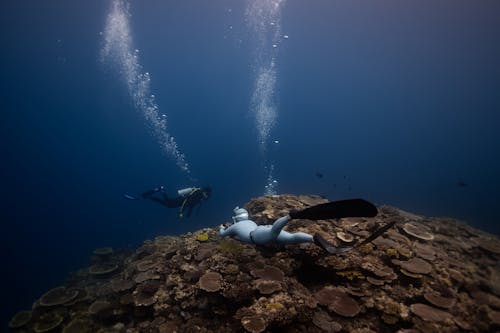 Underwater Photo of Divers