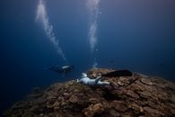 Divers Images