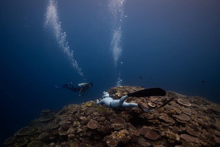 Underwater Photo Of Divers