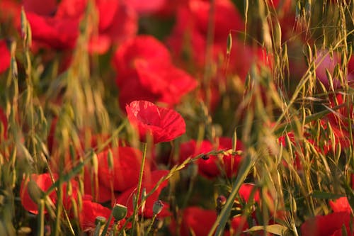 Бесплатное стоковое фото с бутоны, красные цветы, крупный план