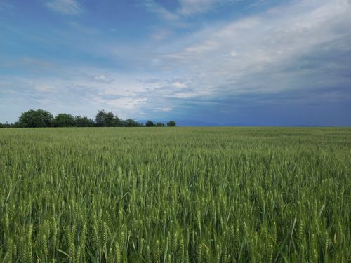 Free Expansive field of green wheat under a vibrant blue sky with scattered clouds. Stock Photo