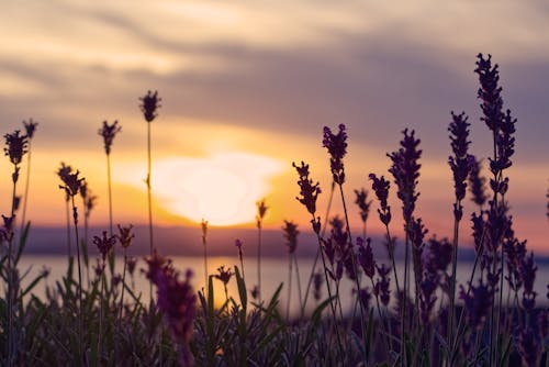 Free Pink Petaled Flowers and River during Sunset Stock Photo