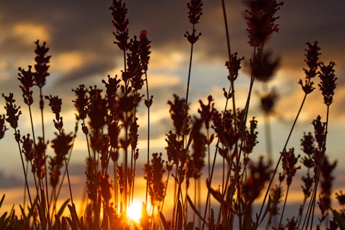 Free Silhouette Photo of Grass Under Gray Clouds during Golden Hour Stock Photo