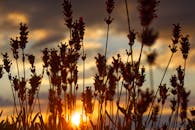 在戏剧性的金色日落天空映衬下，熏衣草花的轮廓格外清晰