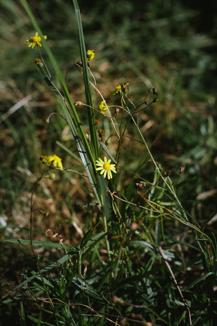 Close-up Of Tiny Yellow Wildflowers 