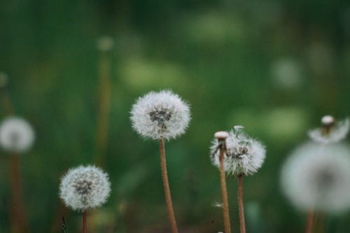Free Tranquil close-up of dandelion seed heads against a lush green background, capturing nature's delicate beauty. Stock Photo